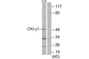 Western blot analysis of extracts from COS-7 cells, using CKI-γ1 antibody. (CSNK1G1 anticorps  (N-Term))
