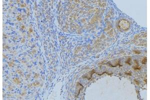 ABIN6268986 at 1/100 staining Human uterus tissue by IHC-P. (Annexin A2 anticorps  (pSer26))