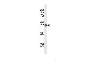 Western blot analysis of FOXG1 Antibody (Center) (ABIN653750 and ABIN2843050) in mouse brain tissue lysates (35 μg/lane).