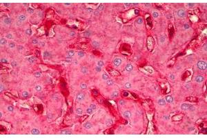 Anti-B2M antibody IHC staining of human liver.