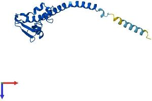 AlphaFold protein structure predicition of Human Recombinant RSL24D1 Protein, UniprotID Q9UHA3