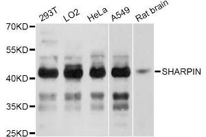 Western blot analysis of extracts of various cell lines, using SHARPIN Antibody (ABIN5998802) at 1:3000 dilution.