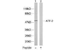 Image no. 1 for anti-Activating Transcription Factor 2 (ATF2) (Thr53), (Thr71) antibody (ABIN197149) (ATF2 anticorps  (Thr53, Thr71))