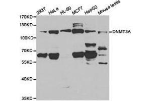Western Blotting (WB) image for anti-DNA (Cytosine-5-)-Methyltransferase 3 alpha (DNMT3A) antibody (ABIN1872323) (DNMT3A anticorps)
