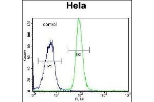 DONSON Antibody (Center) (ABIN651848 and ABIN2840422) flow cytometric analysis of Hela cells (right histogram) compared to a negative control cell (left histogram). (DONSON anticorps  (AA 368-398))
