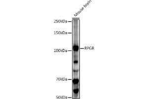 Western blot analysis of extracts of Mouse brain, using RPGR antibody (ABIN3015609, ABIN3015610, ABIN3015611, ABIN1682567 and ABIN6218971) at 1:500 dilution. (RPGR anticorps  (AA 1-260))