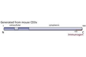 Image no. 2 for anti-CD247 Molecule (CD247) (C-Term) antibody (ABIN967446)