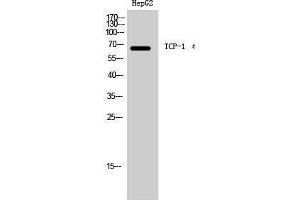 Western Blotting (WB) image for anti-Chaperonin Containing TCP1, Subunit 5 (Epsilon) (CCT5) (Internal Region) antibody (ABIN3177655) (CCT5 anticorps  (Internal Region))