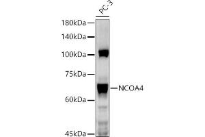 Western blot analysis of extracts of PC-3 cells, using NCO antibody  at 1:1000 dilution. (NCOA4 anticorps  (AA 495-614))