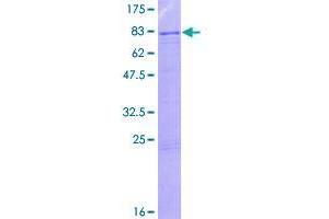 Image no. 1 for Zinc Finger Protein 57 (ZFP57) (AA 1-555) protein (GST tag) (ABIN1326295)