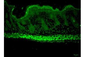Immunohistochemistry analysis using Rat Anti-Aha1 Monoclonal Antibody, Clone 25F2. (AHSA1 anticorps  (Atto 390))