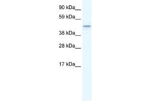 TMEM108 antibody used at 1. (TMEM108 anticorps  (Middle Region))