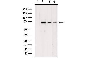 Western blot analysis of extracts from various samples, using LMNB2 antibody. (Lamin B2 anticorps  (Internal Region))