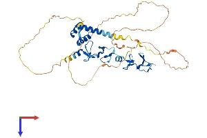 AlphaFold protein structure predicition of Human Recombinant LHX1 Protein, UniprotID P48742