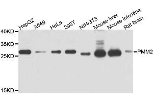 Western blot analysis of extracts of various cell lines, using PMM2 antibody. (PMM2 anticorps)