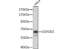 Western blot analysis of extracts of HeLa cells, using OGFOD1 antibody (ABIN7265317) at 1:1000 dilution.