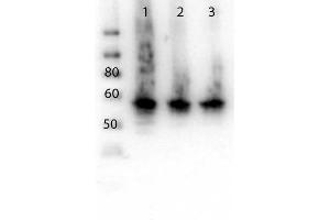 Western Blot of Rabbit anti-ALG6 antibody. (ALG6 anticorps  (N-Term))