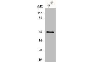 Western Blot analysis of HepG2 cells using NBPF7 Polyclonal Antibody (NBPF7 anticorps  (C-Term))