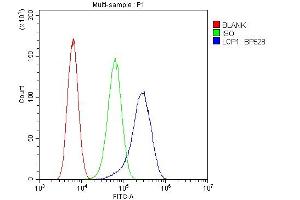 Flow Cytometry analysis of U20S cells using anti-LCP1 antibody (ABIN6719421). (LCP1 anticorps)