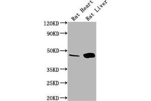 Western Blot Positive WB detected in: Rat Heart tissue, Rat Liver tissue All lanes: Ren1 antibody at 1:1000 Secondary Goat polyclonal to rabbit IgG at 1/50000 dilution Predicted band size: 45 kDa Observed band size: 45 kDa