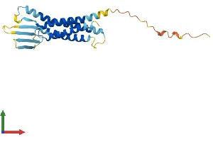 AlphaFold protein structure predicition of Human Recombinant CLDN17 Protein, UniprotID P56750