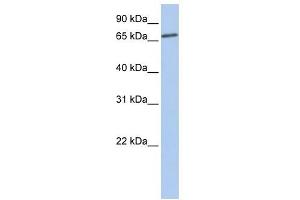 LSS antibody used at 1 ug/ml to detect target protein. (LSS anticorps)