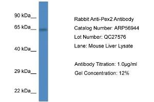 Western Blotting (WB) image for anti-Peroxisomal Biogenesis Factor 2 (PEX2) (C-Term) antibody (ABIN785854) (PEX2 anticorps  (C-Term))