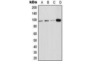 Western blot analysis of ICAM-5 expression in HeLa (A), HEK293T (B), Raw264. (ICAM5 anticorps  (Center))