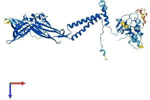 AlphaFold protein structure predicition of Human Recombinant P2RX7 Protein, UniprotID Q99572