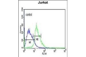 EHMT2 Antibody (N-term) (ABIN651717 and ABIN2840372) flow cytometric analysis of Jurkat cells (right histogram) compared to a negative control cell (left histogram). (EHMT2 anticorps  (N-Term))