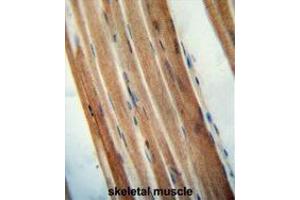 TMCO7 antibody (C-term) immunohistochemistry analysis in formalin fixed and paraffin embedded human skeletal muscle followed by peroxidase conjugation of the secondary antibody and DAB staining. (TANGO6/TMCO7 anticorps  (C-Term))