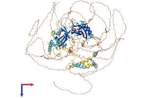 AlphaFold protein structure predicition of Human Recombinant PER2 Protein, UniprotID O15055