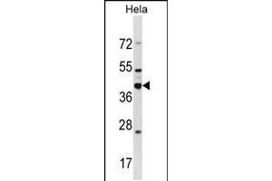 Western blot analysis in Hela cell line lysates (35ug/lane). (DND1 anticorps  (AA 198-226))