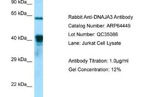 Western Blotting (WB) image for anti-DnaJ (Hsp40) Homolog, Subfamily A, Member 3 (DNAJA3) (C-Term) antibody (ABIN2789841)