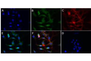 Immunofluorescence of Rabbit Anti-Cytochrome p450 Antibody Immunofluorescence of Rabbit Anti-Cytochrome p450 Antibody. (Cytochrome P450 anticorps)