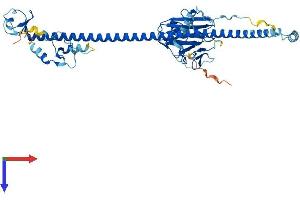 AlphaFold protein structure predicition of Human Recombinant TRIM50 Protein, UniprotID Q86XT4