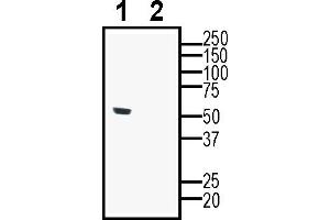 Western blot analysis of human  monocytic leukemia cell line lysate:1. (NPSR1 anticorps  (Extracellular))