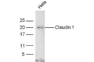 HeLa lysates probed with Rabbit Anti-Claudin 1 Polyclonal Antibody  at 1:5000 for 90 min at 37˚C.