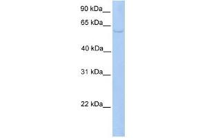 PWP1 antibody used at 0. (PWP1 anticorps  (C-Term))