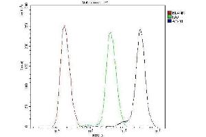 anti-Ataxin 1 (ATXN1) (AA 778-808), (C-Term) antibody