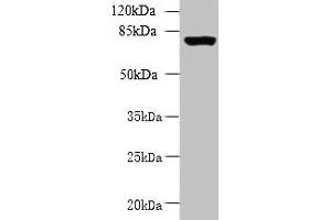 Western blot All lanes: CLPB antibody at 5 μg/mL + 293T whole cell lysate Secondary Goat polyclonal to rabbit IgG at 1/10000 dilution Predicted band size: 79, 76, 73, 75, 58 kDa Observed band size: 79 kDa (CLPB anticorps  (AA 1-350))