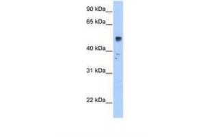 Image no. 1 for anti-Solute Carrier Family 35, Member F5 (SLC35F5) (AA 351-400) antibody (ABIN320850) (SLC35F5 anticorps  (AA 351-400))
