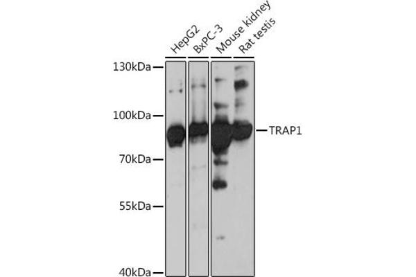 TRAP1 anticorps  (AA 445-704)
