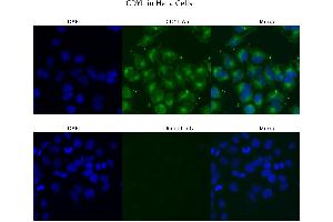Sample Type :  HeLa   Primary Antibody Dilution:  4 ug/ml   Secondary Antibody :  Anti-rabbit Alexa 546   Secondary Antibody Dilution:  2 ug/ml   Gene Name :  CDYL (CDYL anticorps  (N-Term))