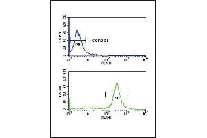 FCGR2A Antibody (C-term) (ABIN652864 and ABIN2842562) flow cytometric analysis of MDA-M cells (bottom histogram) compared to a negative control cell (top histogram).