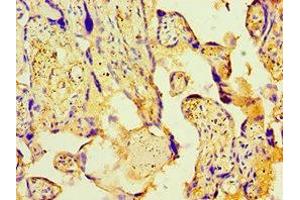 Immunohistochemistry of paraffin-embedded human placenta tissue using ABIN7166903 at dilution of 1:100 (PDHX anticorps  (AA 1-300))
