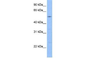 WB Suggested Anti-Gcom1 Antibody Titration: 0. (GCOM1 anticorps  (C-Term))