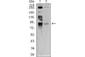 Western blot analysis using BRD2 mouse mAb against C6 (1) and Hela (2) cell lysate.