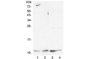 Western blot testing of human 1) HeLa, 2) HepG2, 3) K562 and 4) Caco-2 lysate with Cytochrome C antibody at 0. (Cytochrome C anticorps  (AA 2-105))