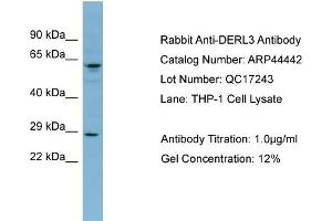 WB Suggested Anti-DERL3 Antibody Titration: 0. (Derlin-3 anticorps  (Middle Region))